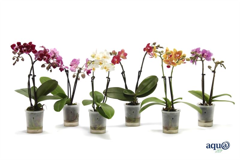 phalaenopsis