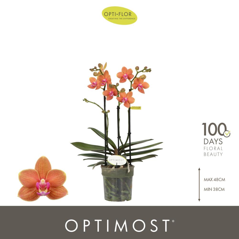 phalaenopsis