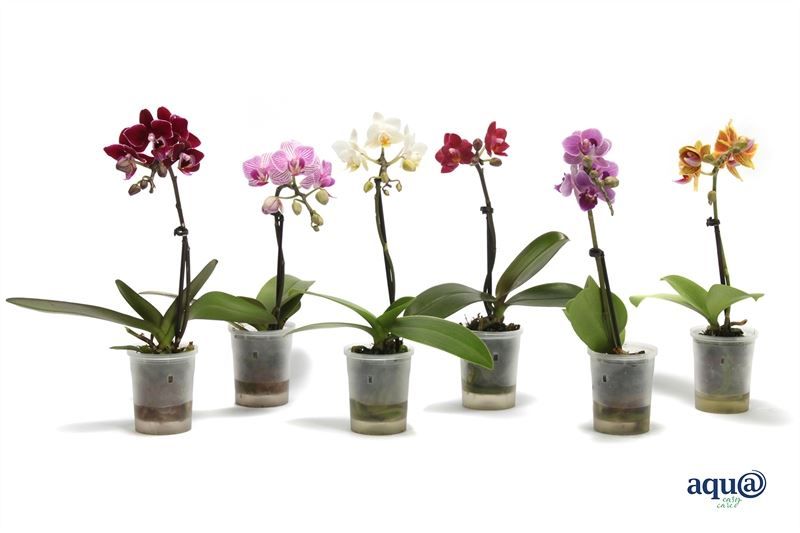 phalaenopsis