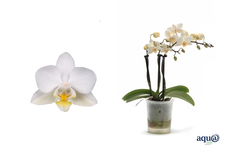 phalaenopsis