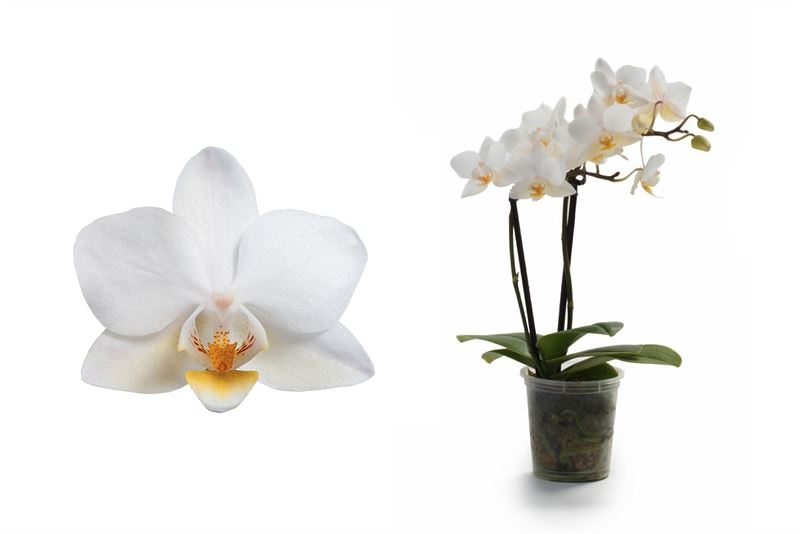 phalaenopsis