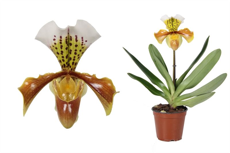 Paphiopedilum
