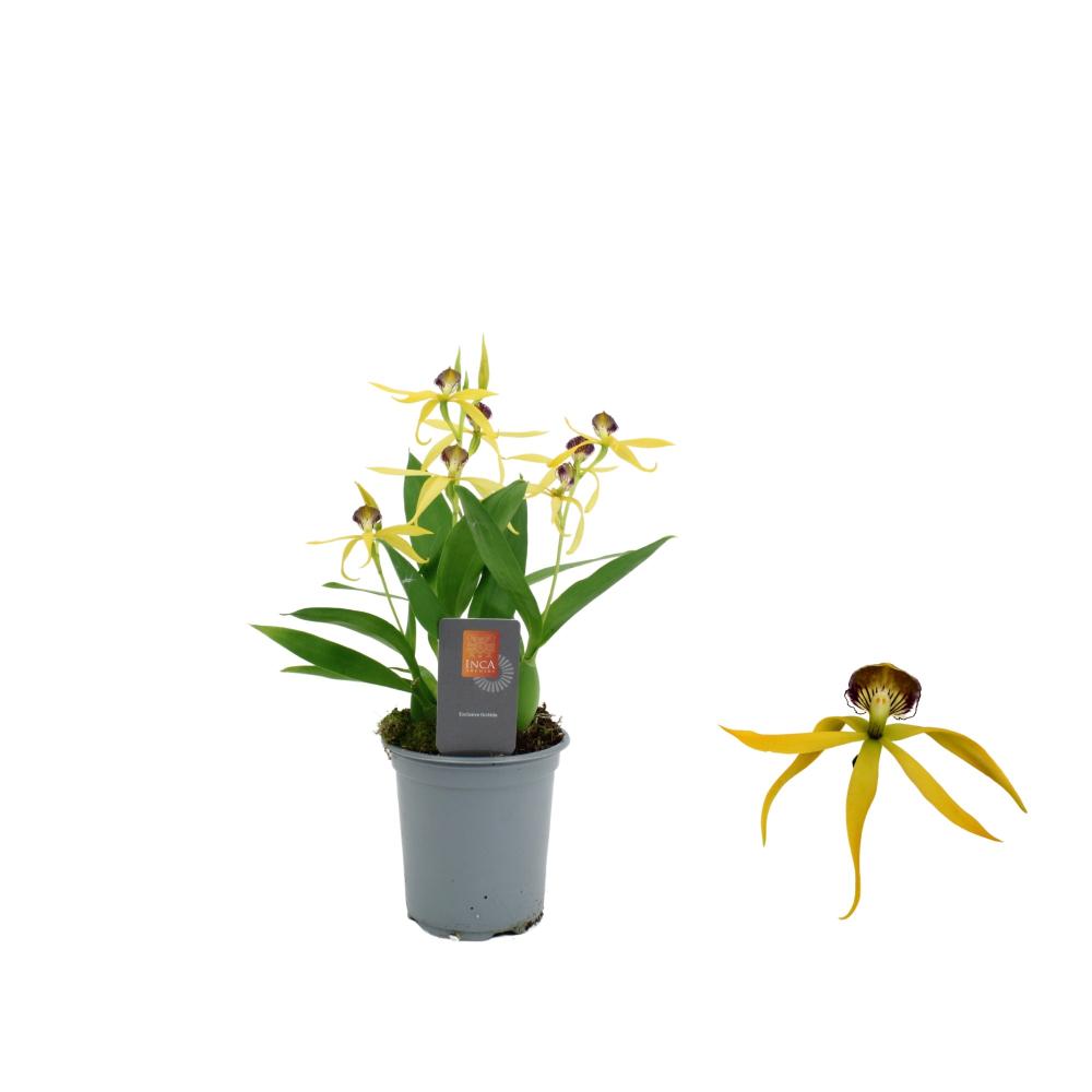 Encyclia
