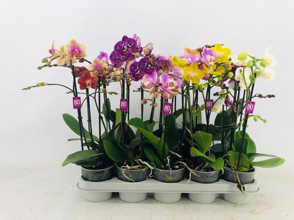 Phalaenopsis