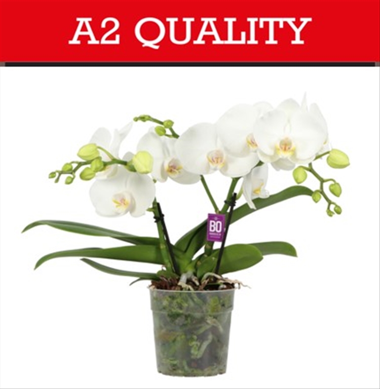 orchidées non valorisées