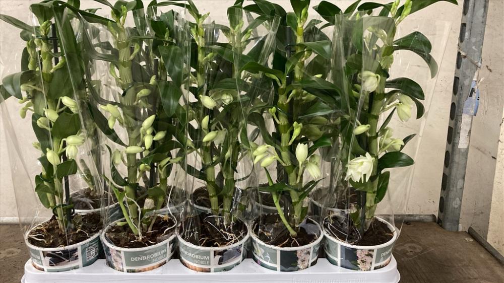 Dendrobium