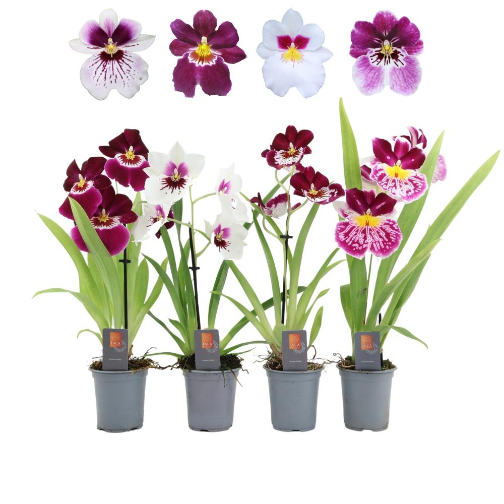 Miltoniopsis