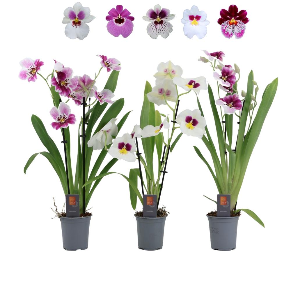 Miltoniopsis