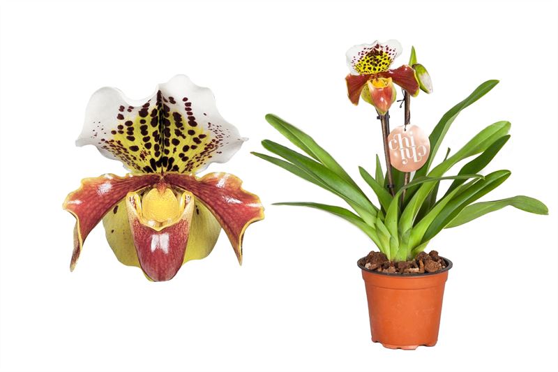 Paphiopedilum