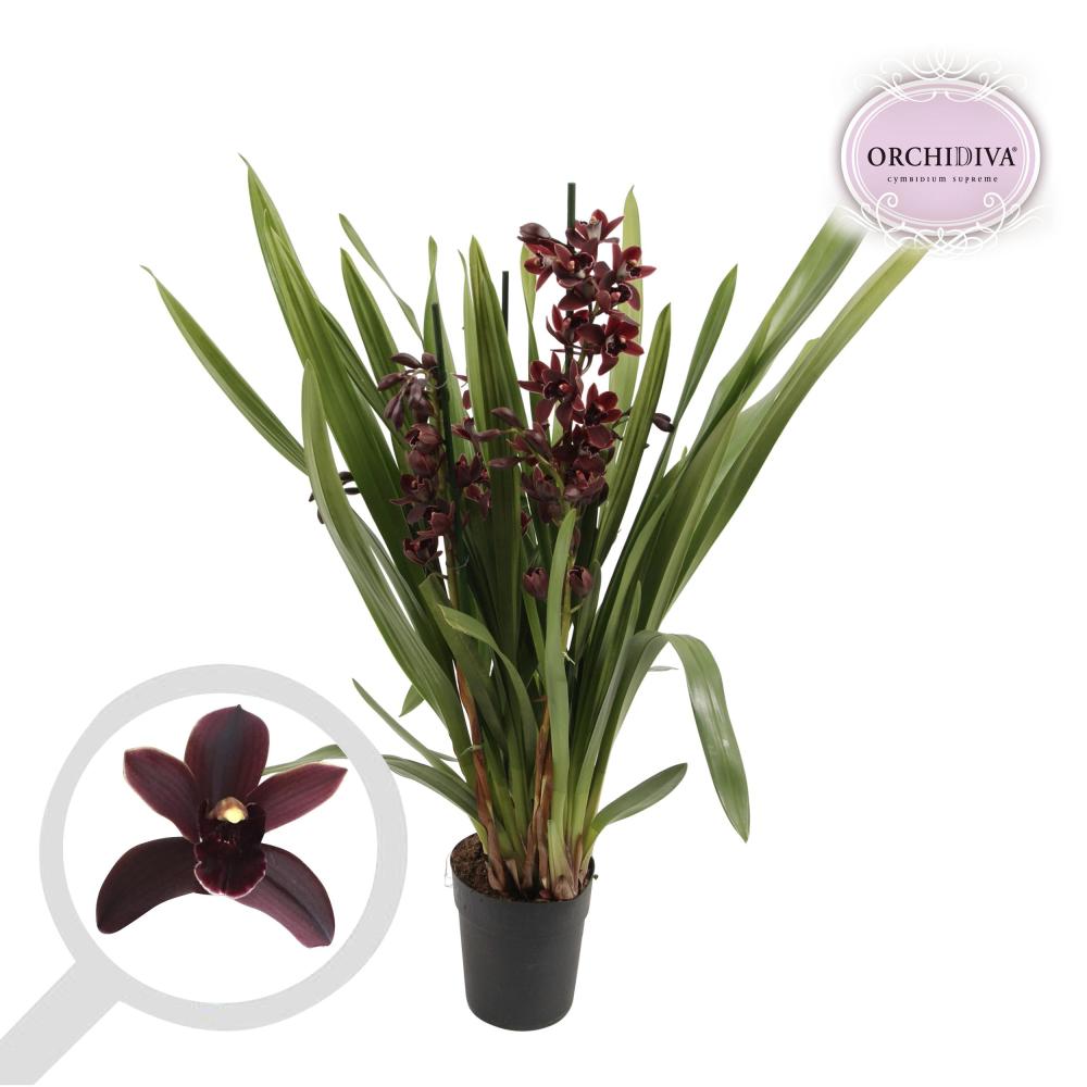 Cymbidium
