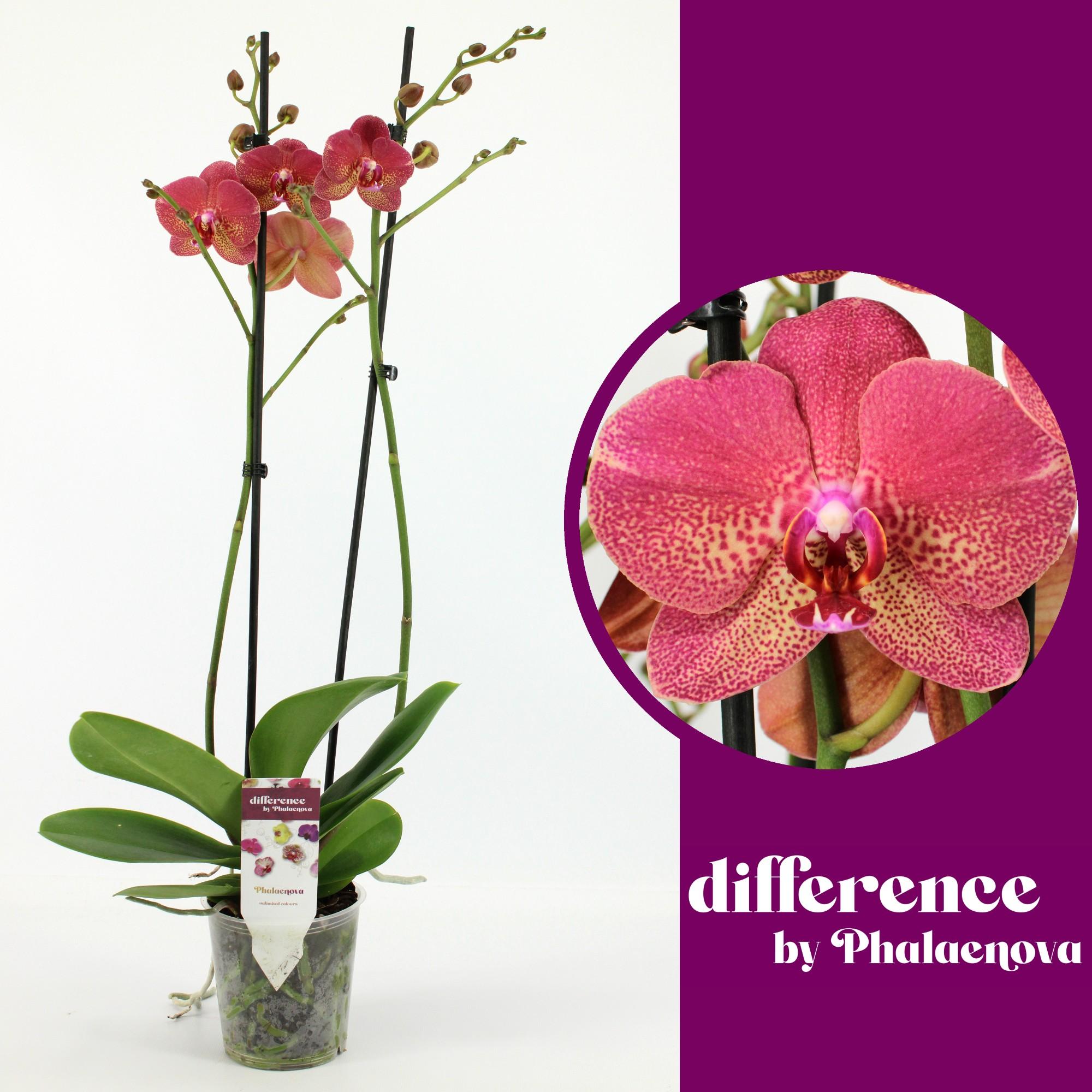 orchidées non valorisées