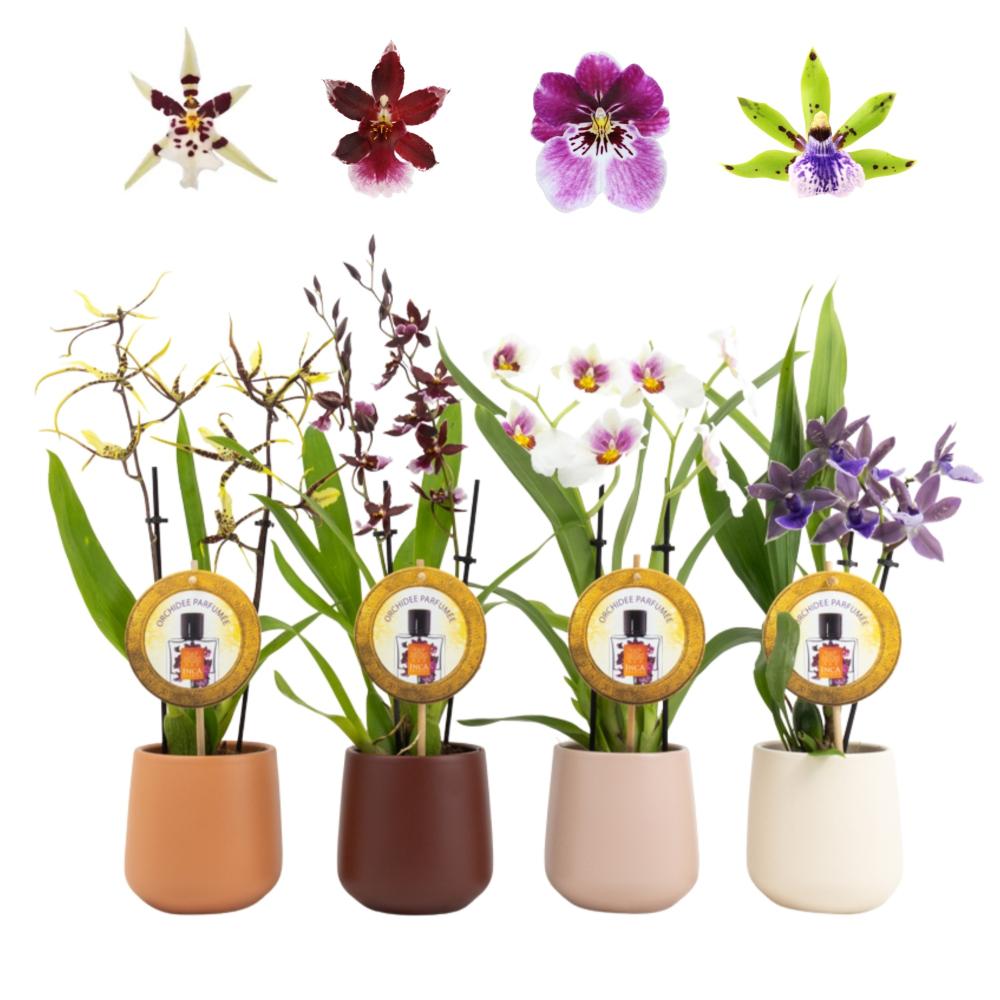Orchidées mix