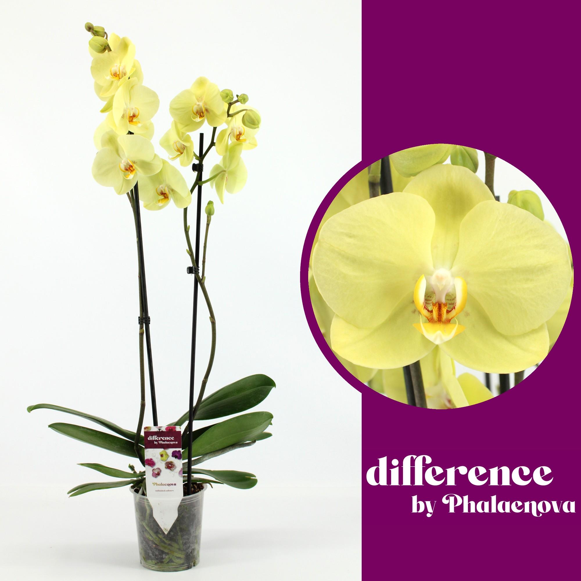 orchidées non valorisées