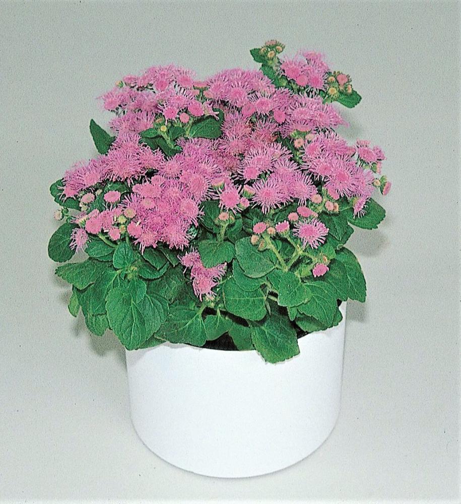 Ageratum