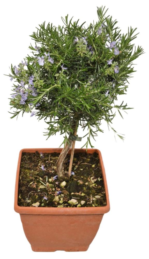 Romarin rampant bonsai 23x23 coupe