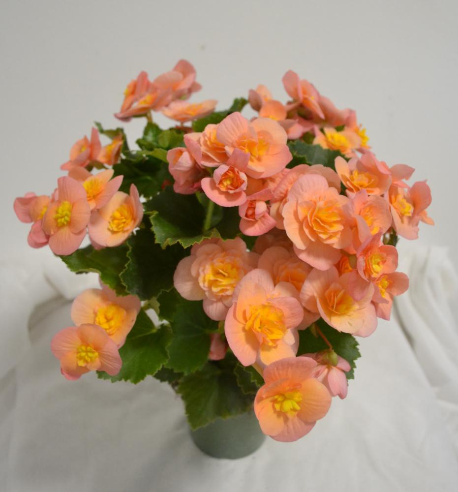Begonia elatior