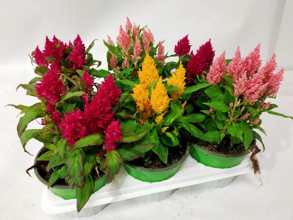 Celosia plumosa