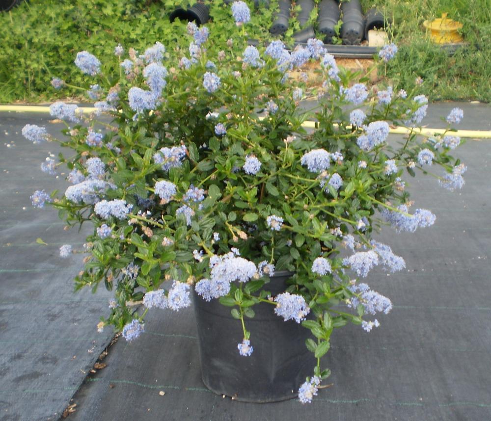 Ceanothus