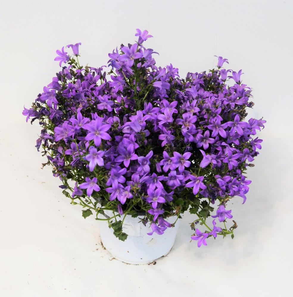Campanule portenschlagiana