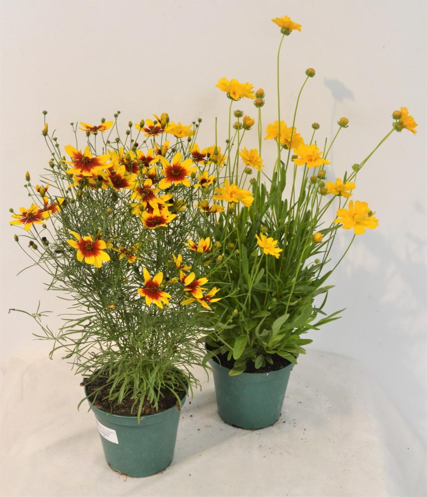 Coreopsis