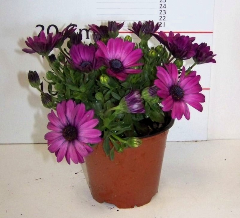 Osteospermum