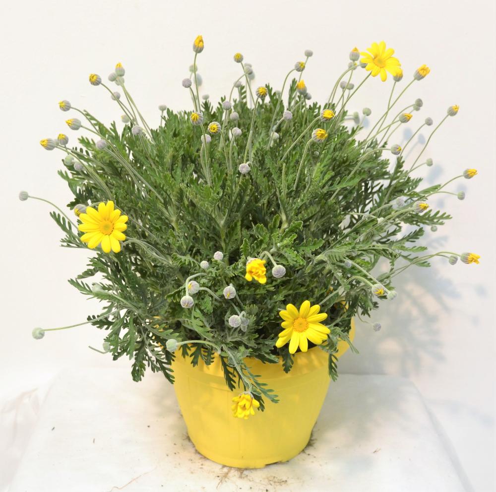 Euryops