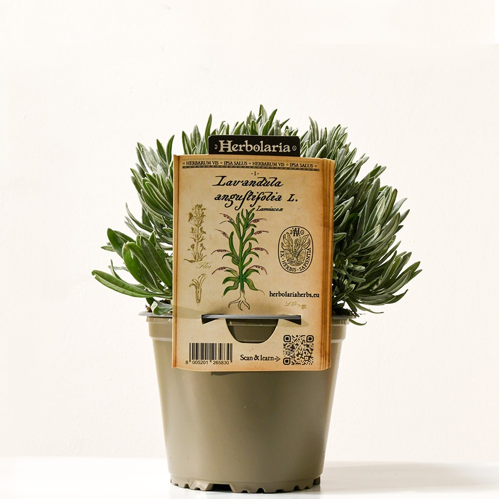 Lavande herbolaria