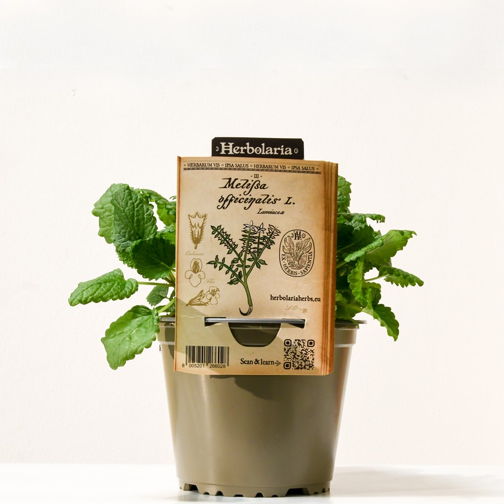 Melisse herbolaria