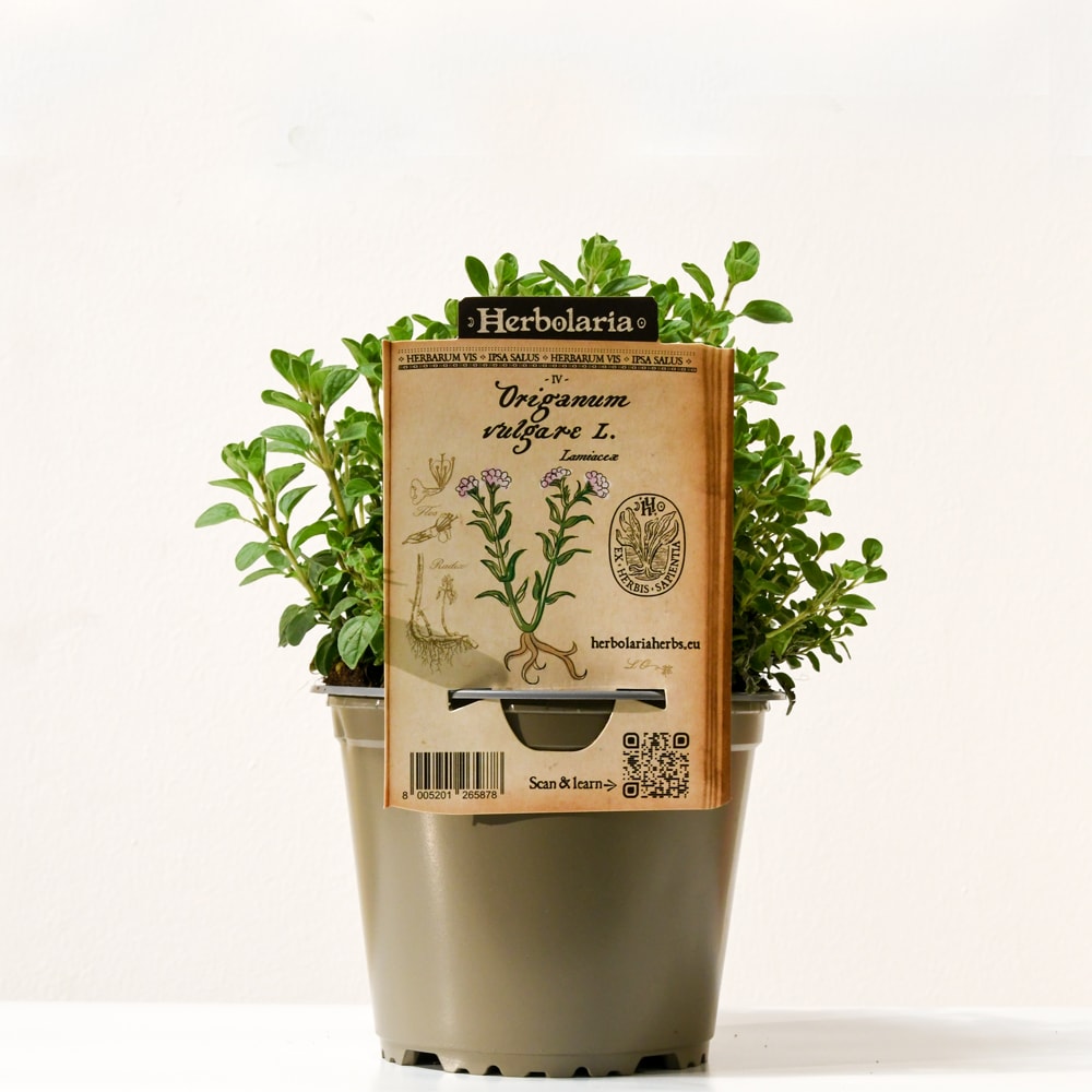 Origan 