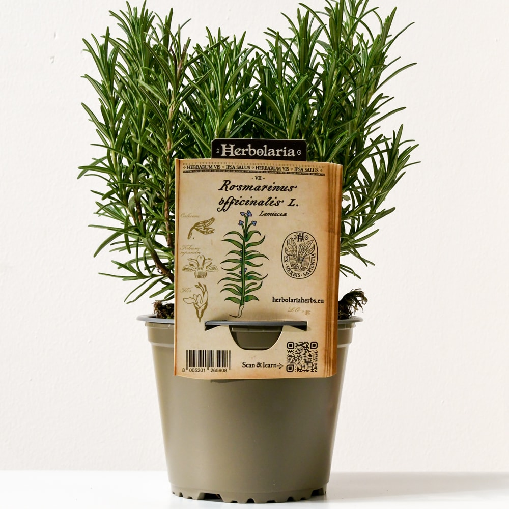 Romarin herbolaria