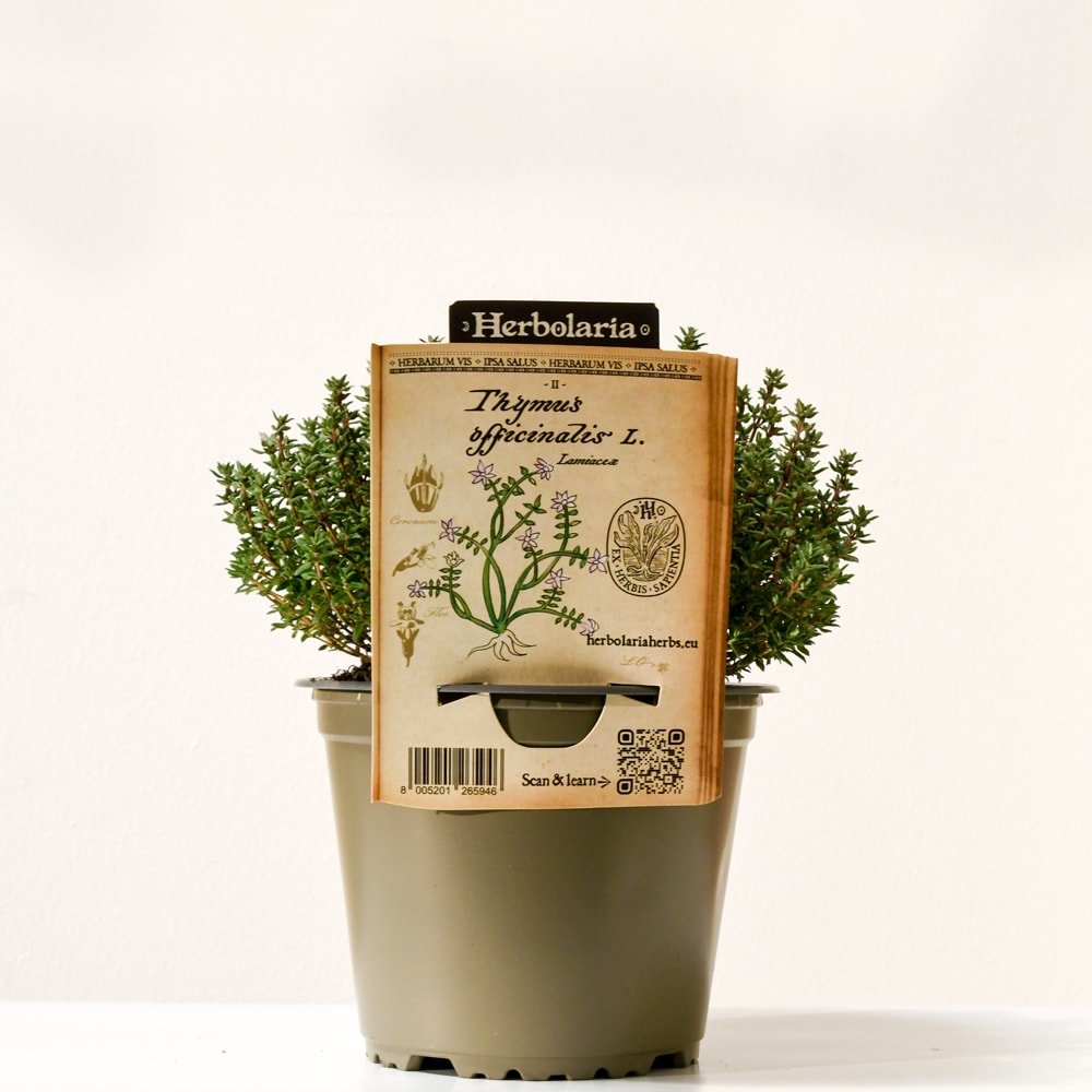 Thym faustini herbolaria