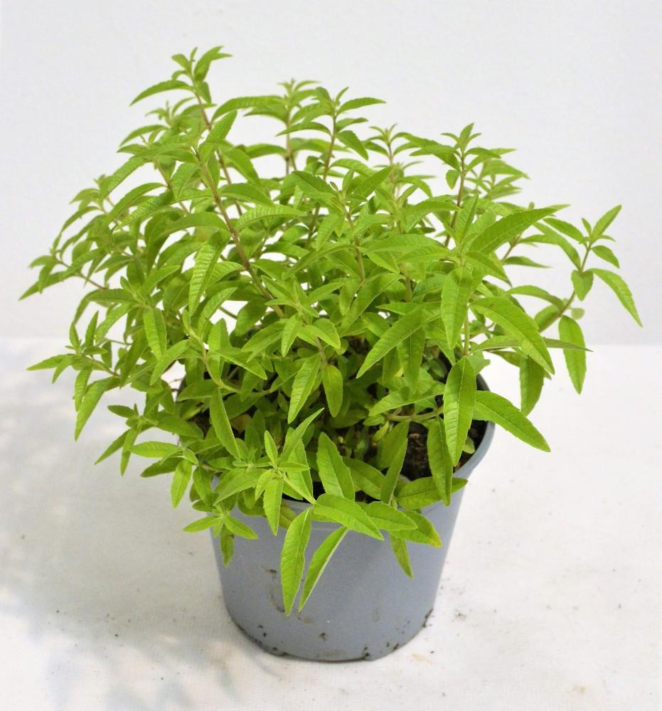 Verveine citronnelle