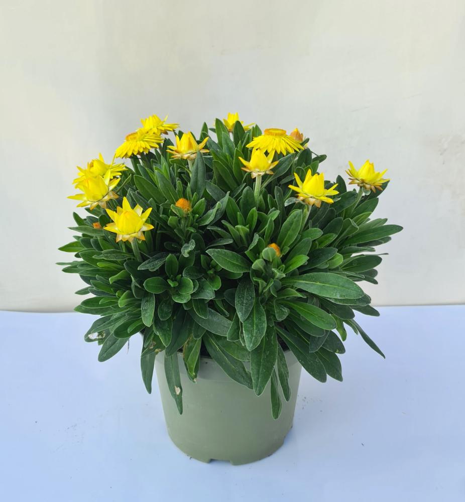 Helichrysum bracteatum immortelle