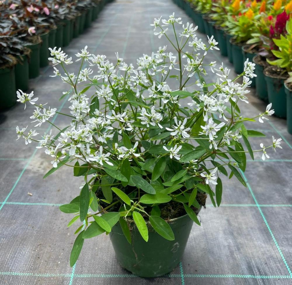 Euphorbia nofrost