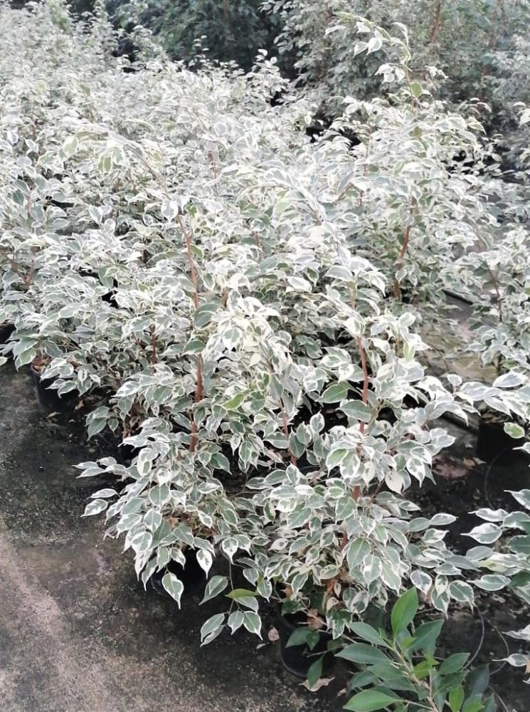 Ficus danielle / de gantel