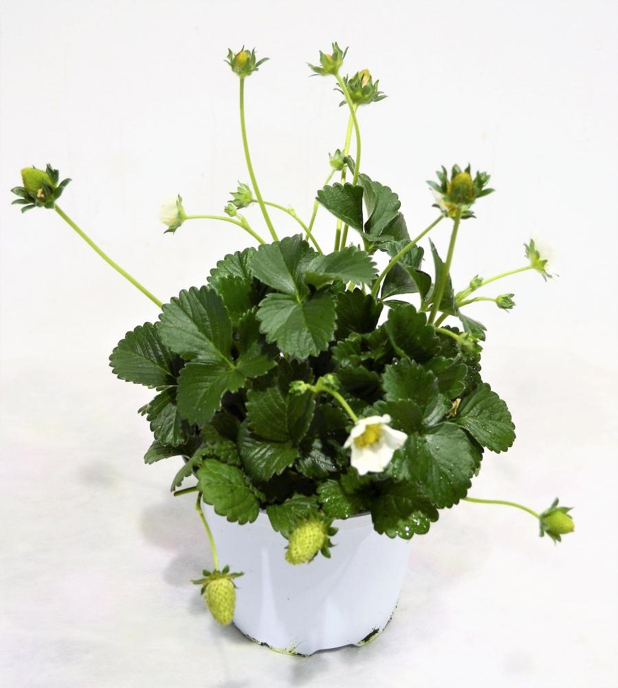 Fraisier des quatre saisons