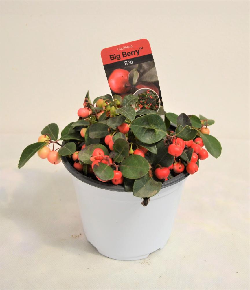 Gaultherie big berry