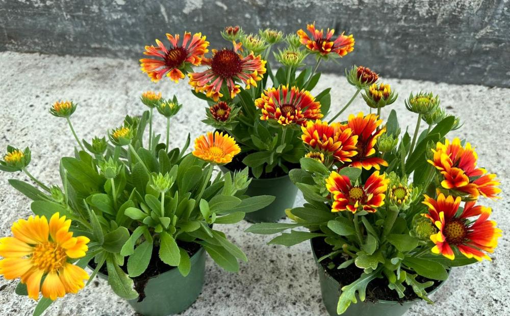Gaillardia