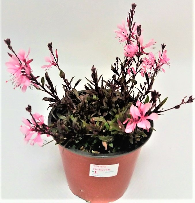 Gaura