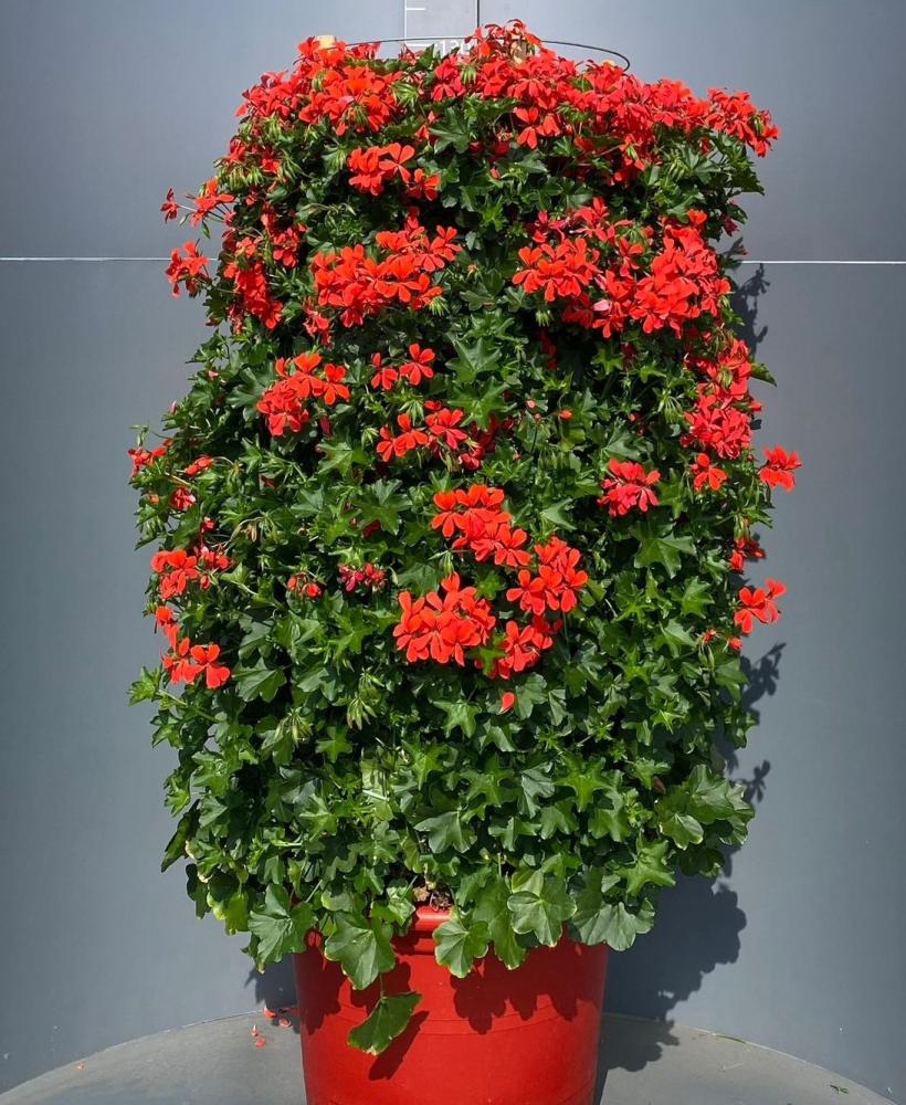 Geranium parigino colonne