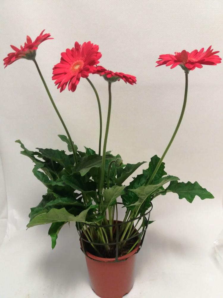Gerbera