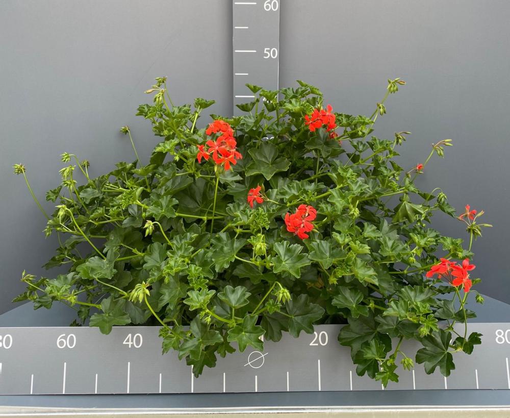 Geranium parigino coupe