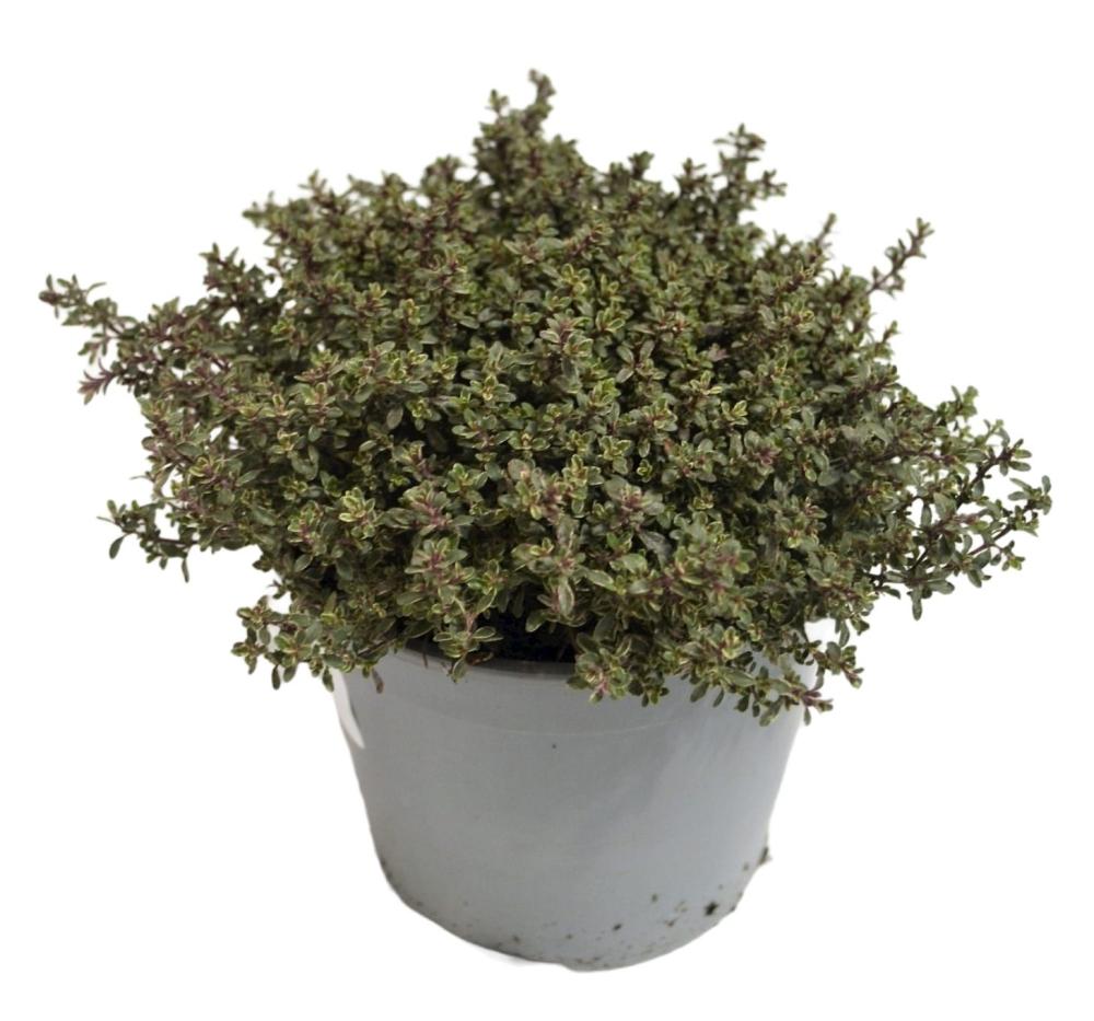 Thym silver queen