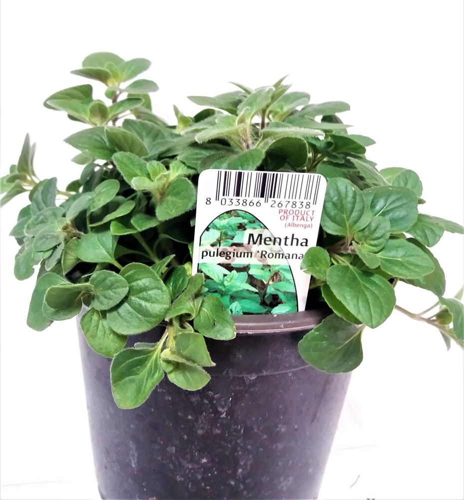 Menthe romana (nepeta)