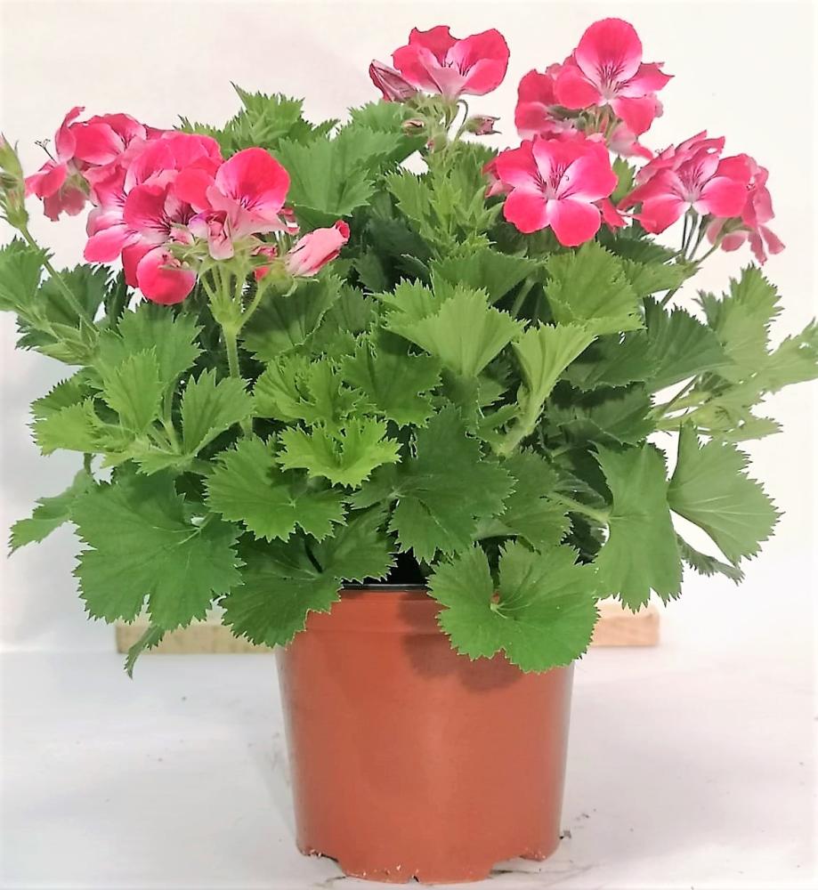 Geranium a grandes fleurs