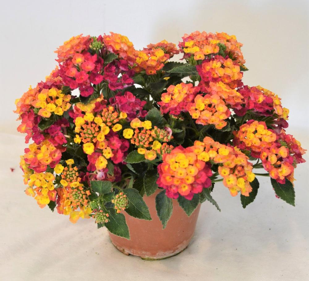 Lantana camara