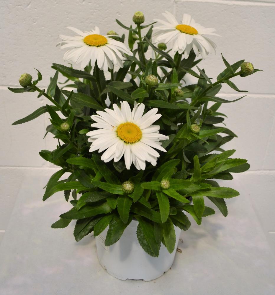 Leucanthemum