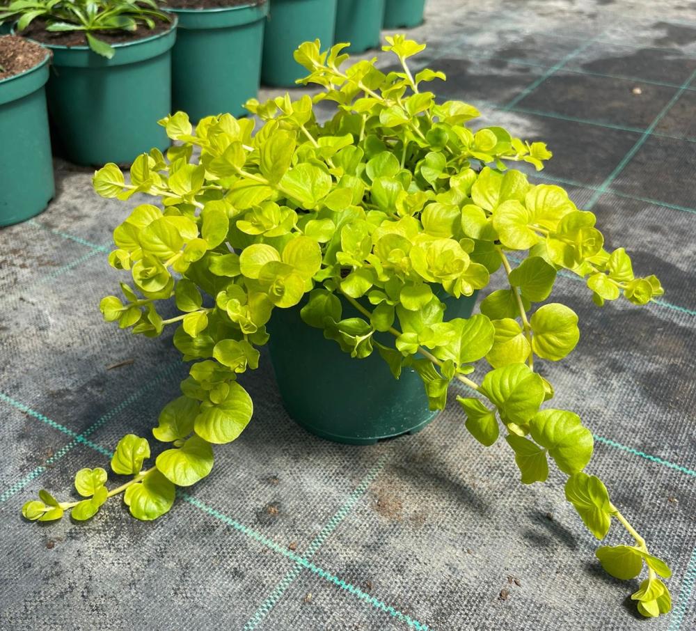 Lisimachia numularia