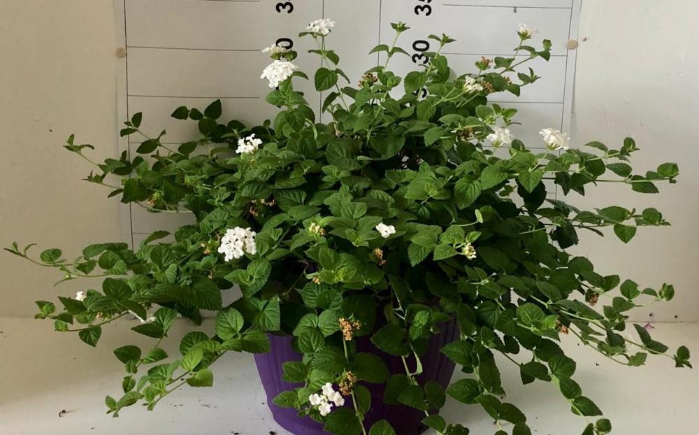 Lantana sellowiana 14