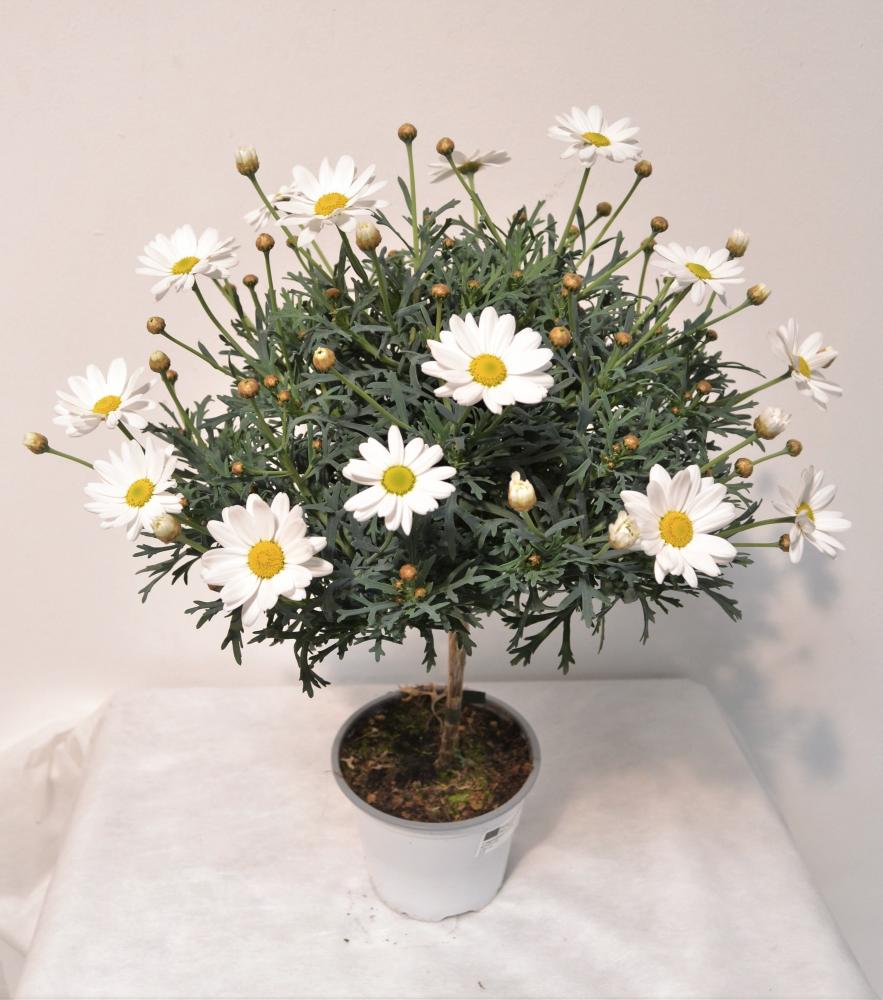 anthemis tige